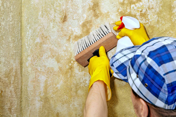 Best Commercial Mold Inspection  in Belvedere, CA